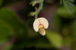 Sticky jointvetch